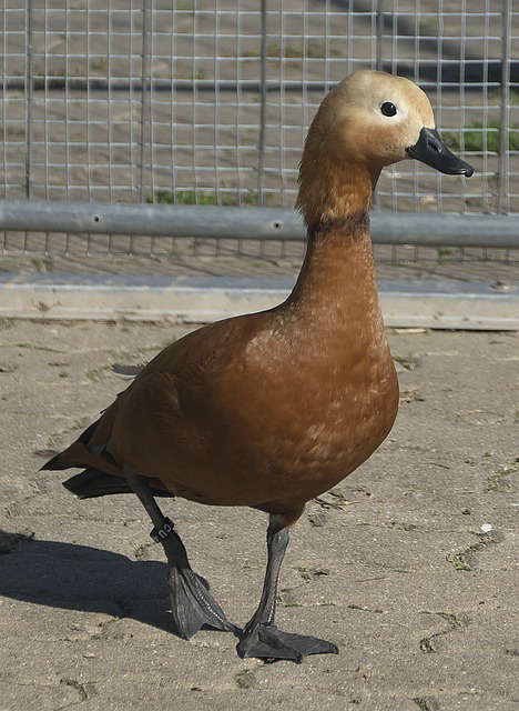 发上